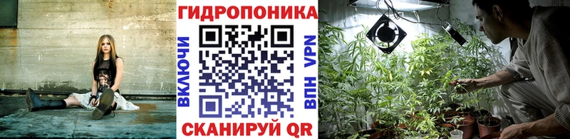 Бошки марихуана Amnesia Берёзовка